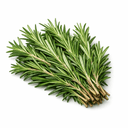Rozmaring (friss)