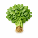 Coriandru