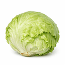 Laitue iceberg