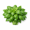 frunză proaspătă de busuioc