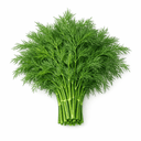 Dill