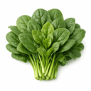 fresh spinach